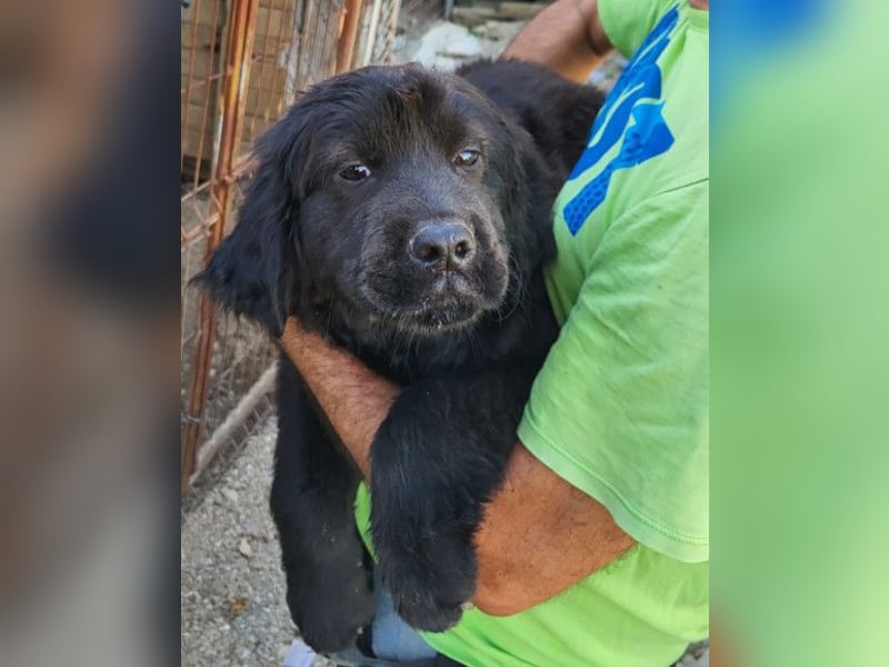 ARCHIE❤️ junger, kinderlieber Chow-Chow-Retriever-Mix-Rüde: perfekter Familienhund!