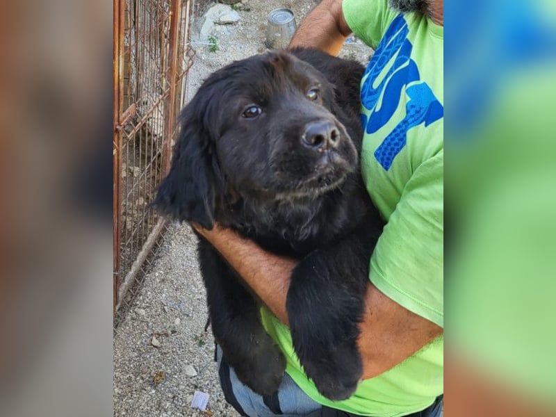 ARCHIE❤️ junger, kinderlieber Chow-Chow-Retriever-Mix-Rüde: perfekter Familienhund!