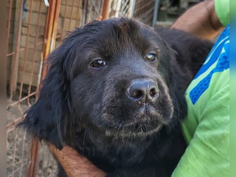 ARCHIE❤️ junger, kinderlieber Chow-Chow-Retriever-Mix-Rüde: perfekter Familienhund!