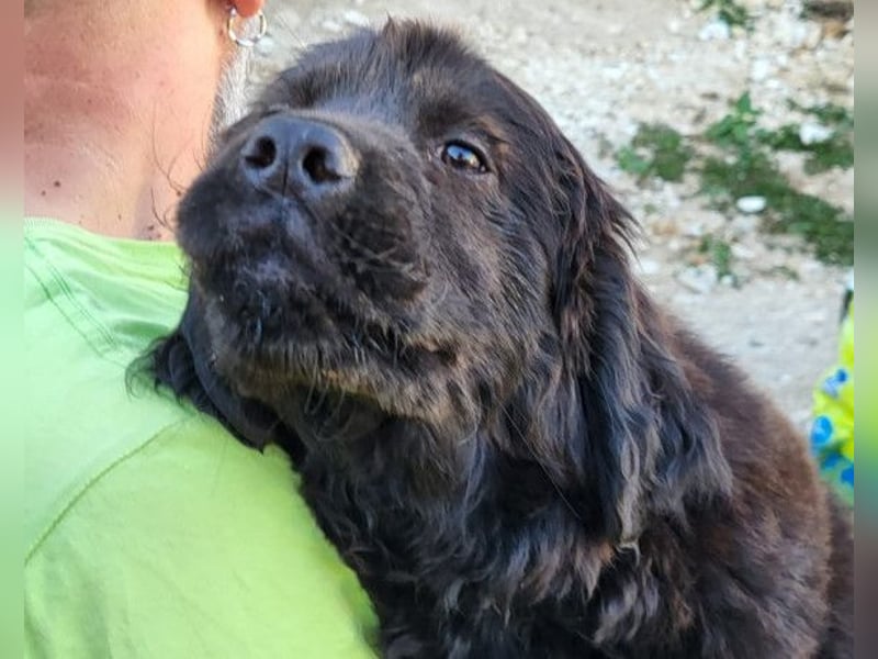 ARCHIE❤️ junger, kinderlieber Chow-Chow-Retriever-Mix-Rüde: perfekter Familienhund!