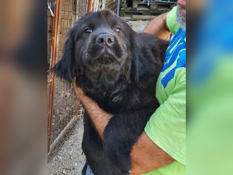 ARCHIE❤️ junger, kinderlieber Chow-Chow-Retriever-Mix-Rüde: perfekter Familienhund!