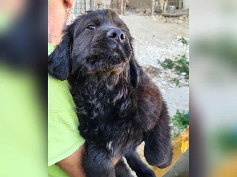 ARCHIE❤️ junger, kinderlieber Chow-Chow-Retriever-Mix-Rüde: perfekter Familienhund!