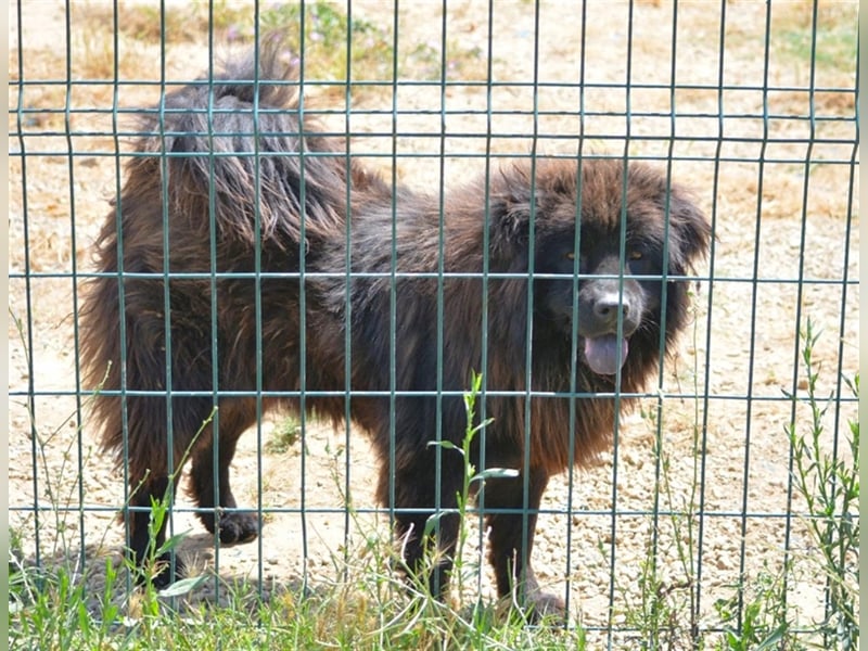Arzu - Chow Chow Junghundrüde, geb. ca. 2022, sucht Freunde dieser Rasse
