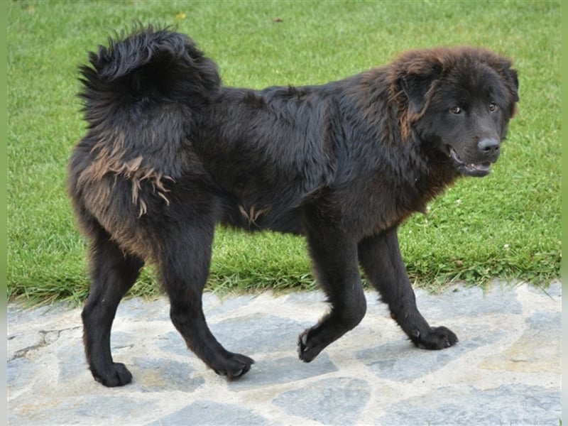 Arzu - Chow Chow Junghundrüde, geb. ca. 2022, sucht Freunde dieser Rasse