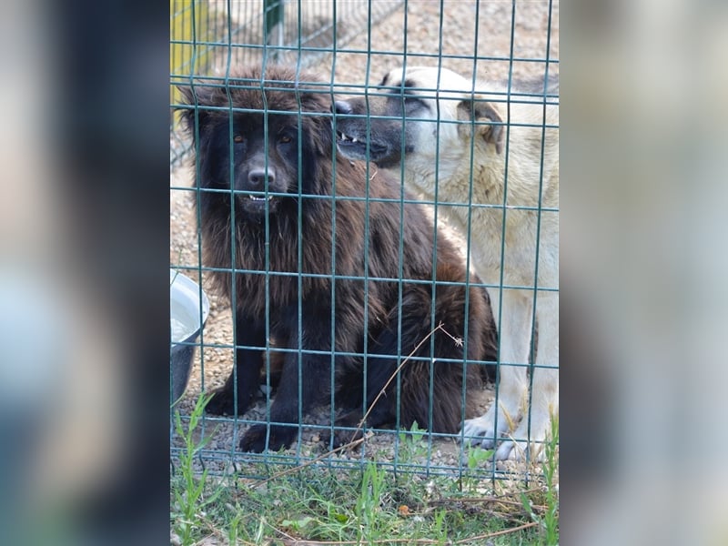Arzu - Chow Chow Junghundrüde, geb. ca. 2022, sucht Freunde dieser Rasse