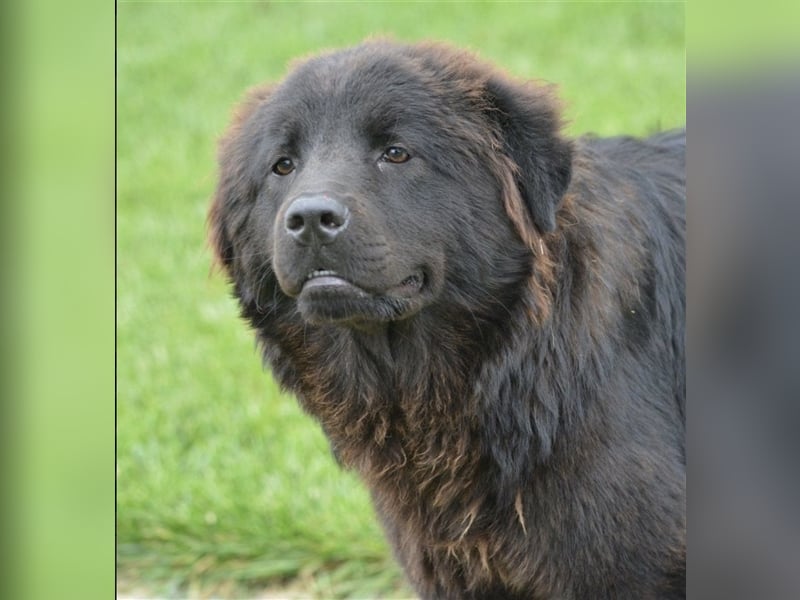 Arzu - Chow Chow Junghundrüde, geb. ca. 2022, sucht Freunde dieser Rasse