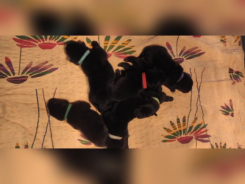 Süße Chow-Chow Babys ab Ende Oktober 2025 abzugeben!