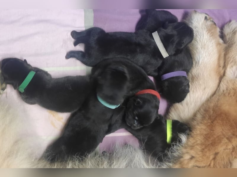 Süße Chow-Chow Babys ab Ende Oktober 2025 abzugeben!
