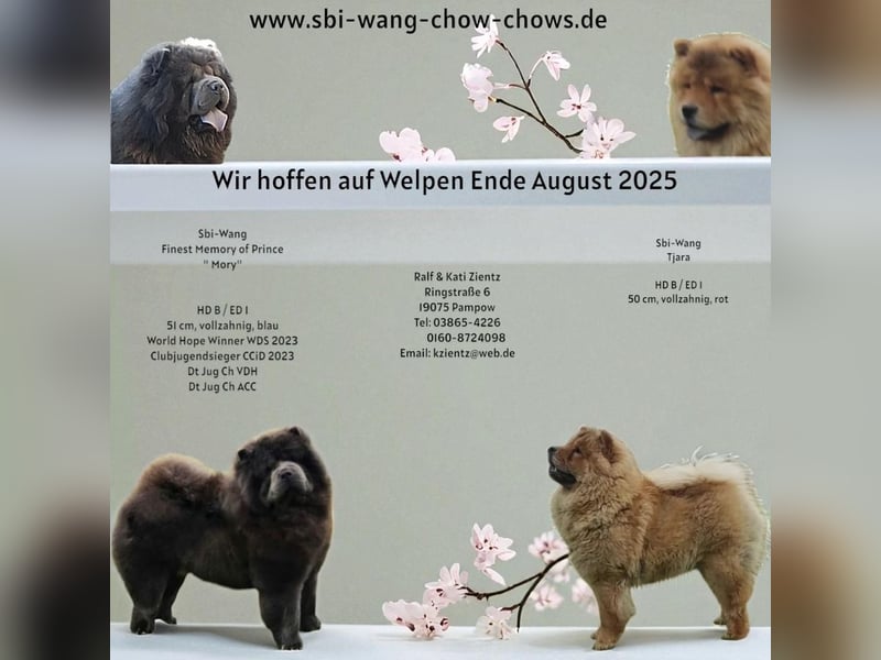 Süße Chow-Chow Babys ab Ende Oktober 2025 abzugeben!