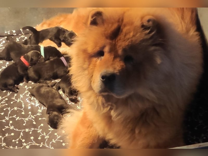 Süße Chow-Chow Babys ab Ende Oktober 2025 abzugeben!