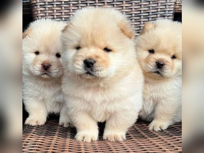 Chow chow welpen