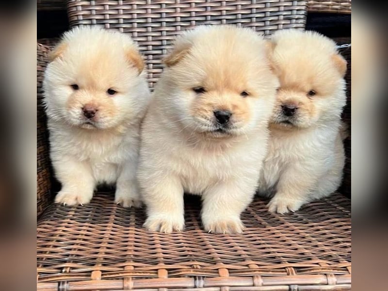 Chow chow welpen