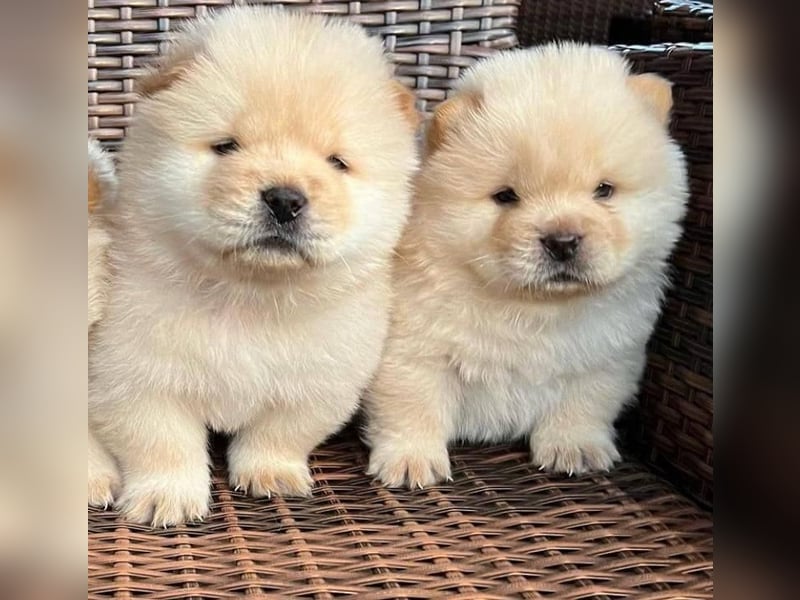 Chow chow welpen