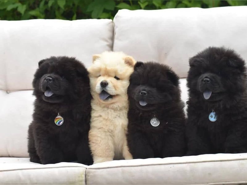 Chow chow welpen