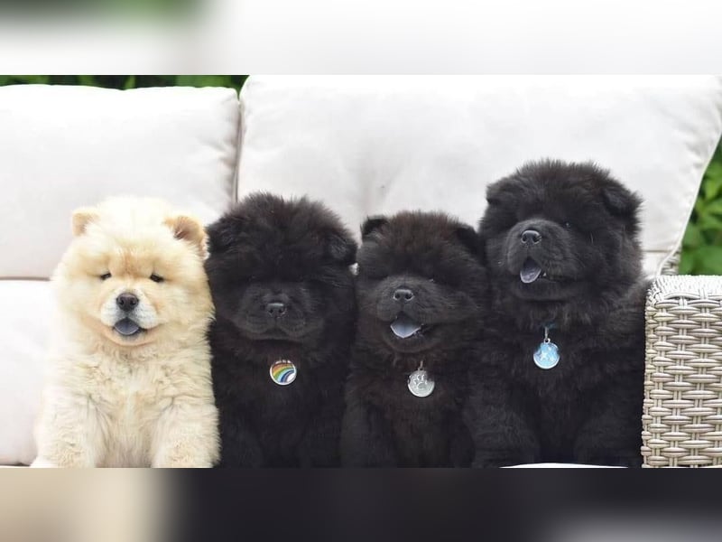 Chow chow welpen