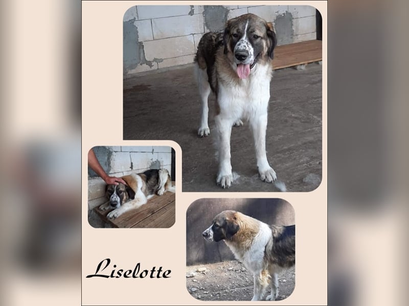 Big is beautiful - Liselotte stellt sich vor