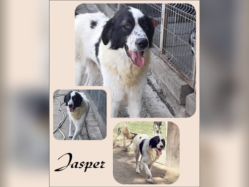 Big is beautiful - Jasper stellt sich vor