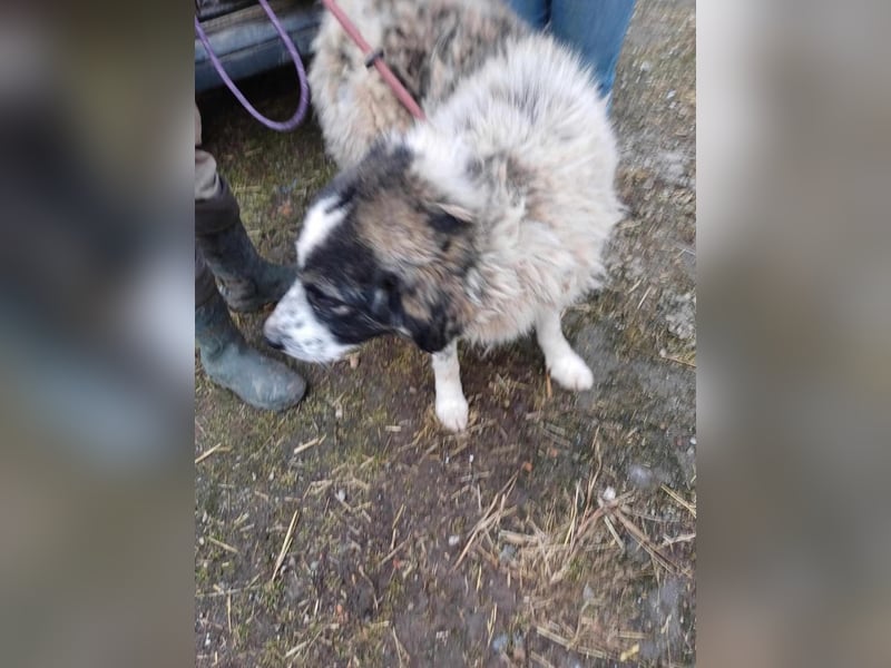 Damian - freundlicher Riese Damian - freundlicher Riese