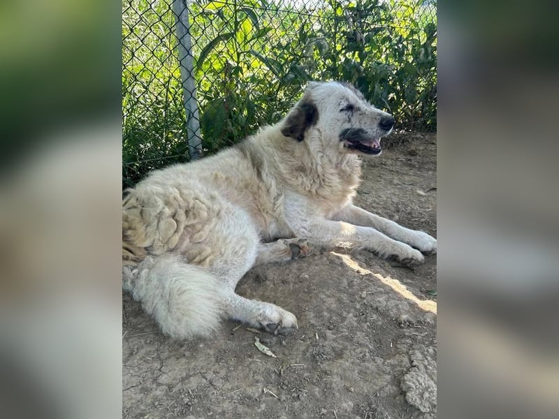 Bello - Altersruhesitz gesucht