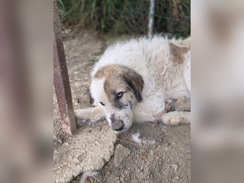 Bello - Altersruhesitz gesucht