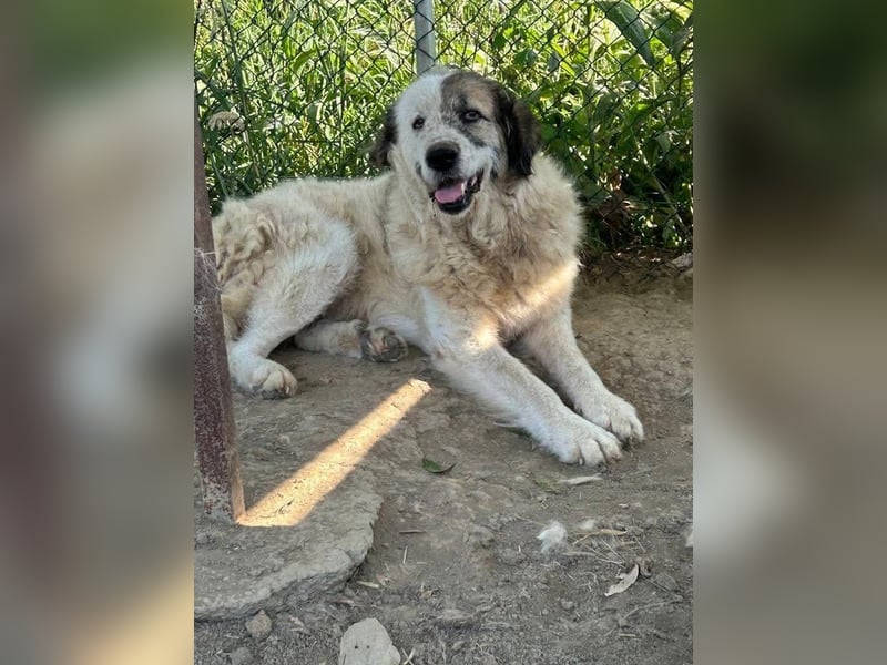 Bello - Altersruhesitz gesucht