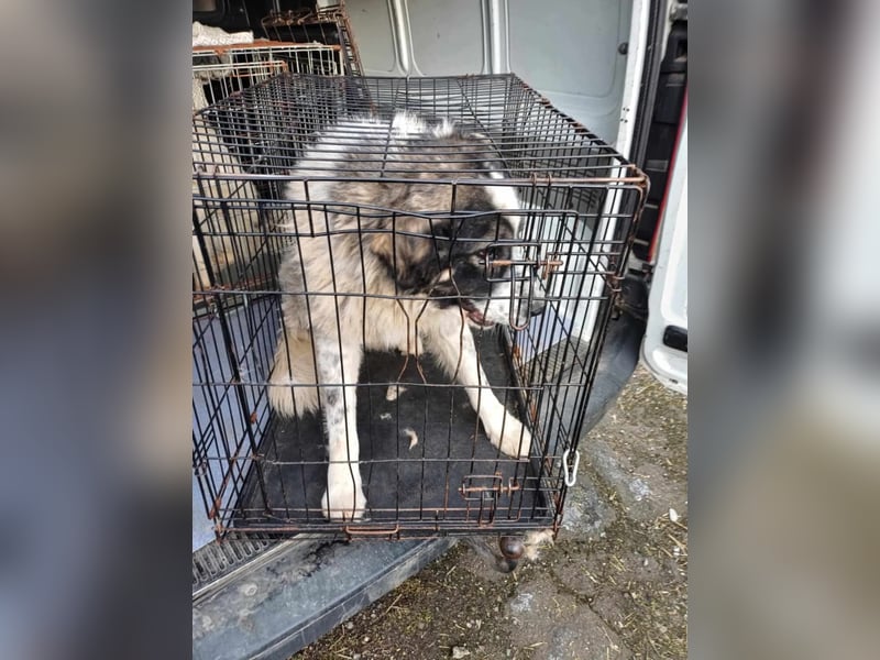 Damian - freundlicher Riese Damian - freundlicher Riese