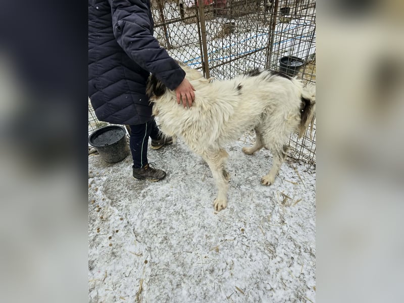 Rocky - katzenverträglich