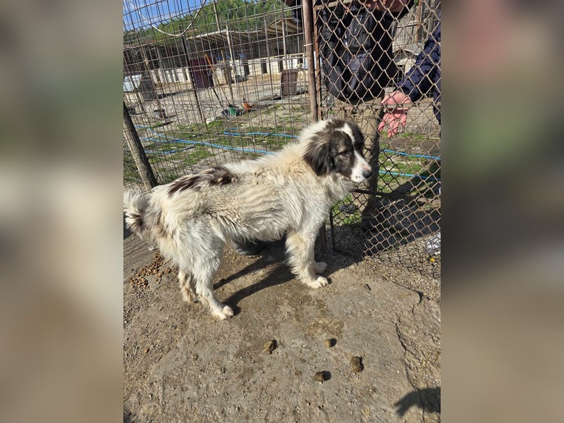 Rocky - katzenverträglich