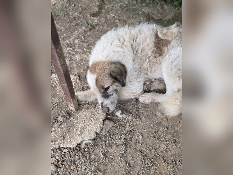 Bello - Altersruhesitz gesucht