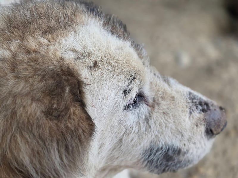 Bello - Altersruhesitz gesucht