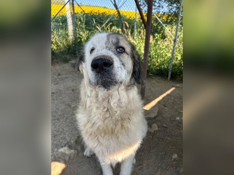 Bello - Altersruhesitz gesucht