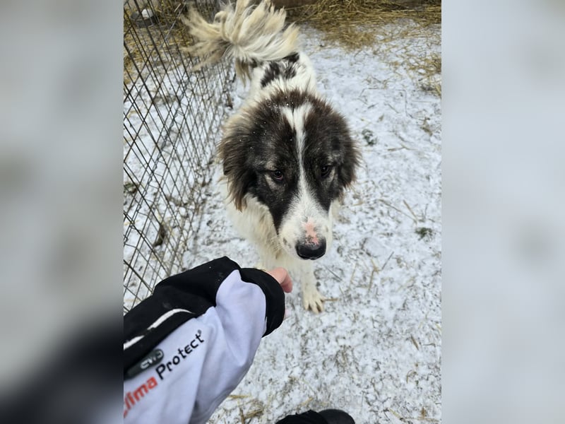 Rocky - katzenverträglich