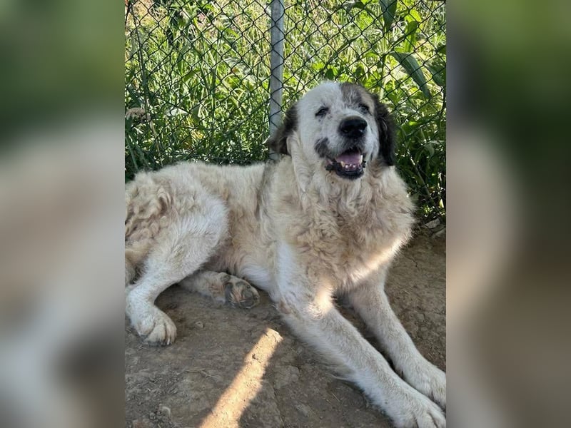 Bello - Altersruhesitz gesucht