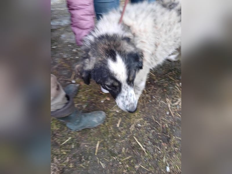 Damian - freundlicher Riese Damian - freundlicher Riese