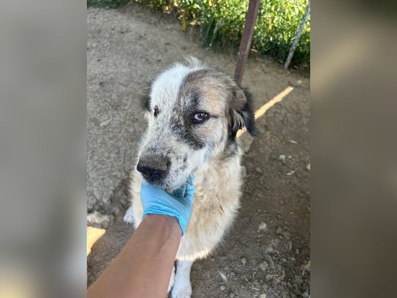 Bello - Altersruhesitz gesucht