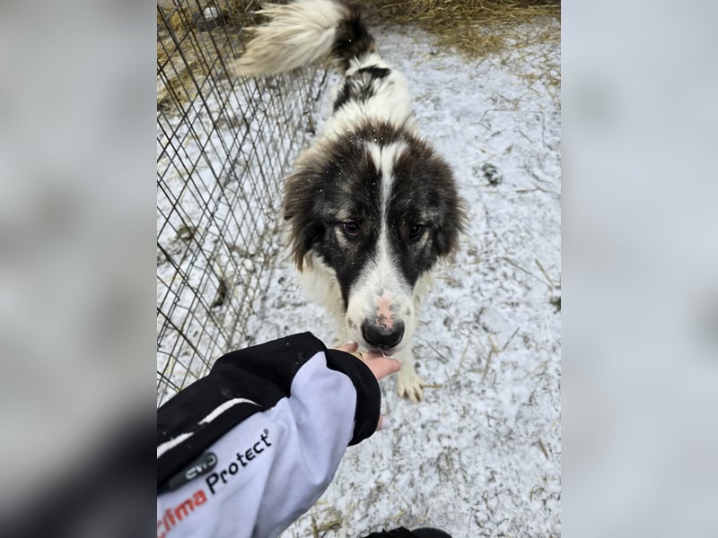 Rocky - katzenverträglich