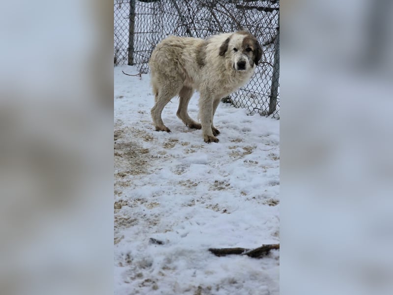 Bello - Altersruhesitz gesucht