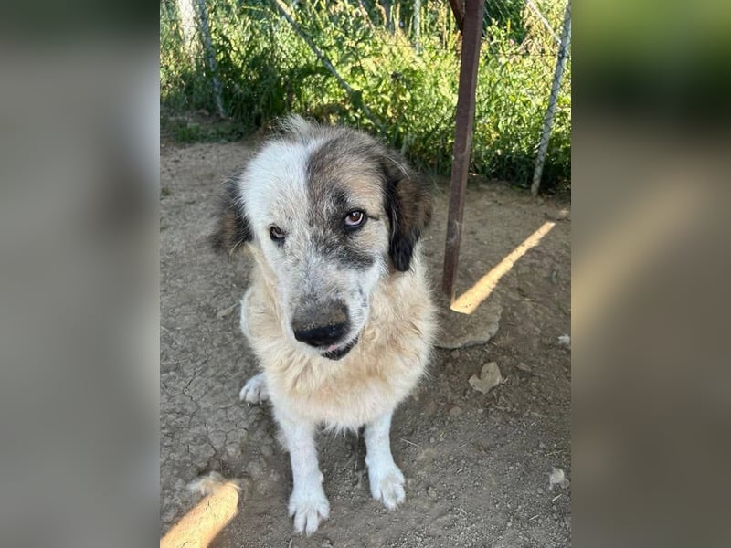 Bello - Altersruhesitz gesucht