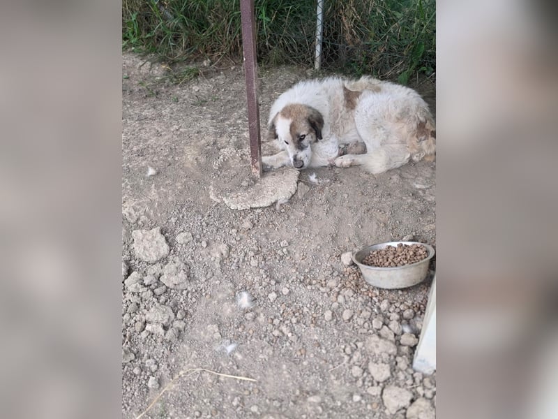 Bello - Altersruhesitz gesucht