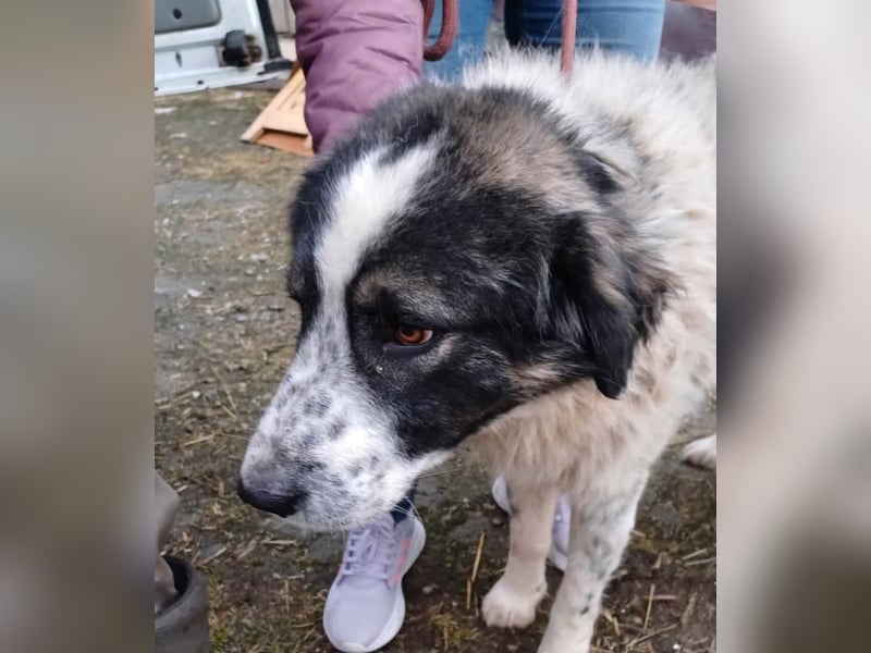 Damian - freundlicher Riese Damian - freundlicher Riese