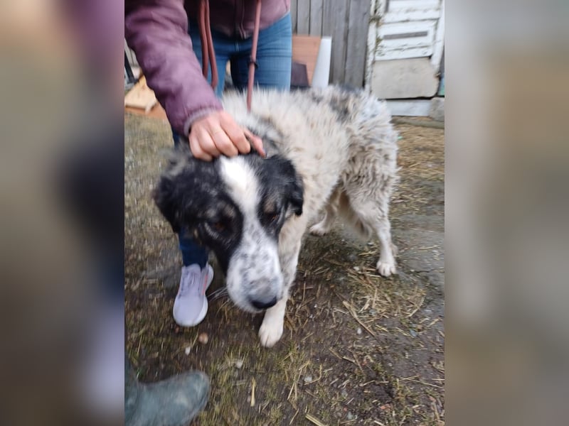 Damian - freundlicher Riese Damian - freundlicher Riese