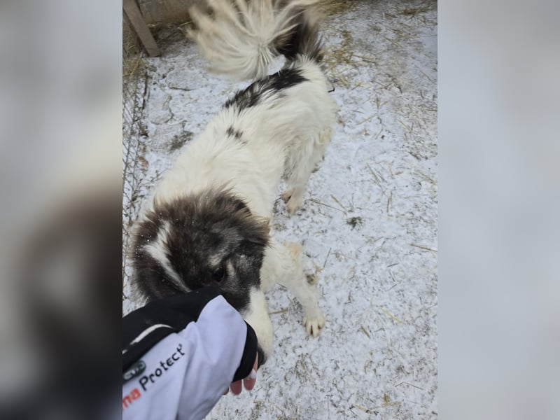 Rocky - katzenverträglich