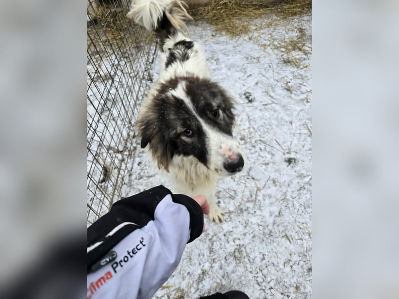 Rocky - katzenverträglich