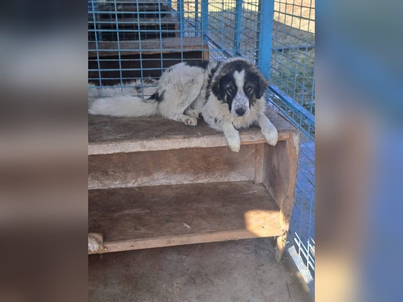 Damian - freundlicher Riese Damian - freundlicher Riese