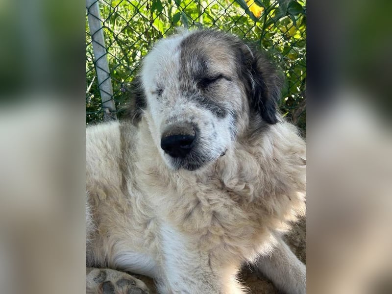 Bello - Altersruhesitz gesucht