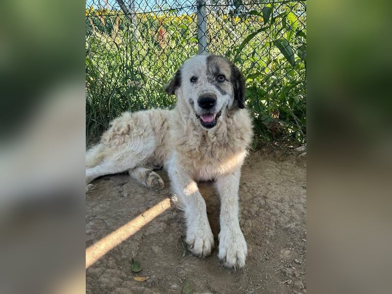 Bello - Altersruhesitz gesucht