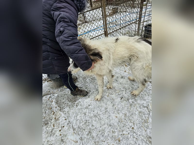 Rocky - katzenverträglich