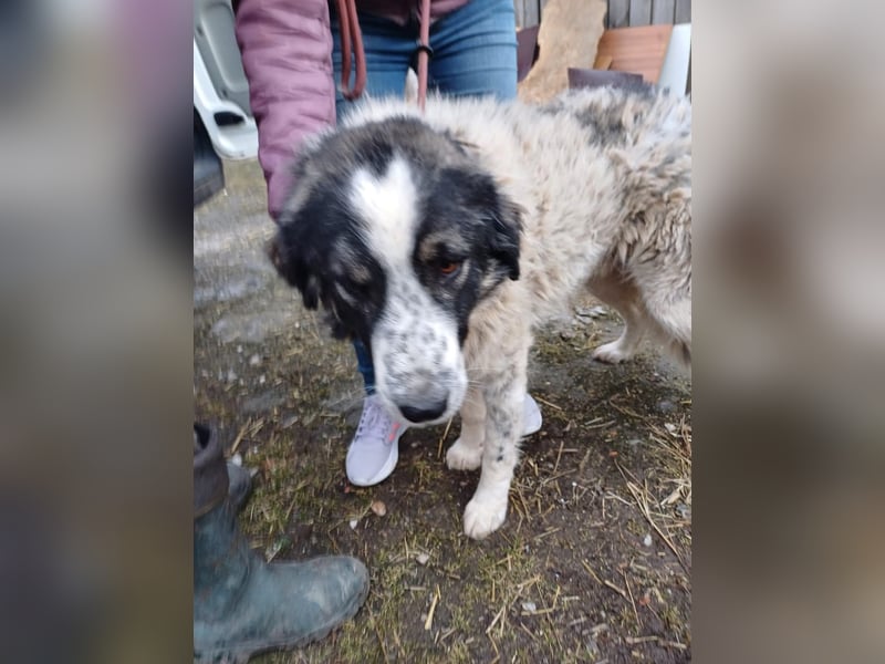 Damian - freundlicher Riese Damian - freundlicher Riese