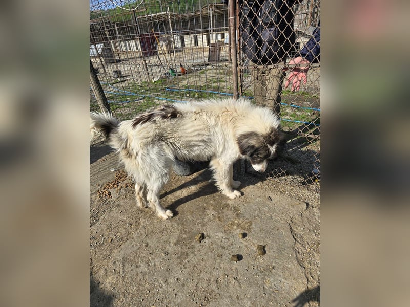 Rocky - katzenverträglich