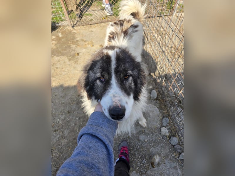 Rocky - katzenverträglich